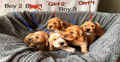 Cocker Spaniel dogs - Advert 2