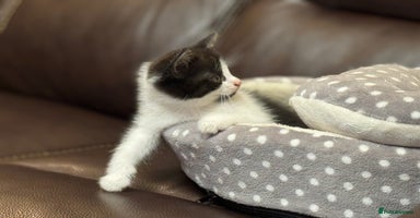 Mixed Breed cats - Advert 7