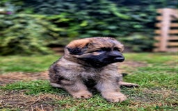 German Shepherd dogs for sale: German Shepherd Puppies - Image 18