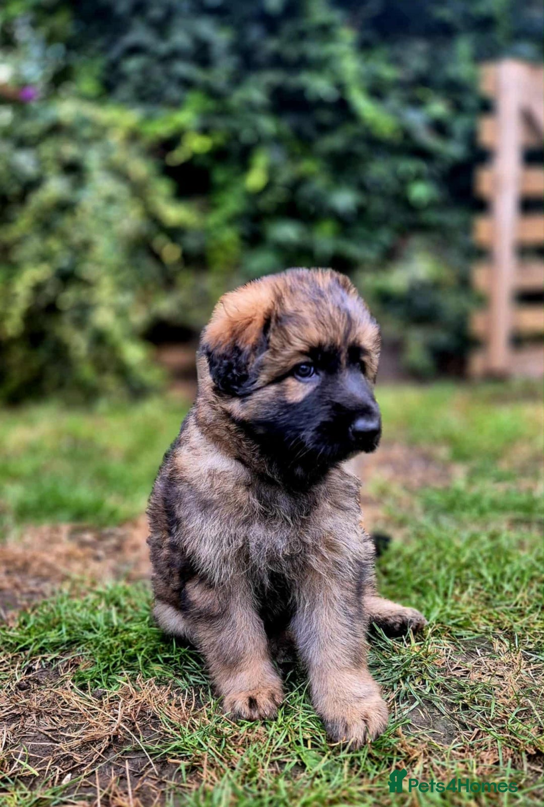 German Shepherd dogs for sale: German Shepherd Puppies - Image 18