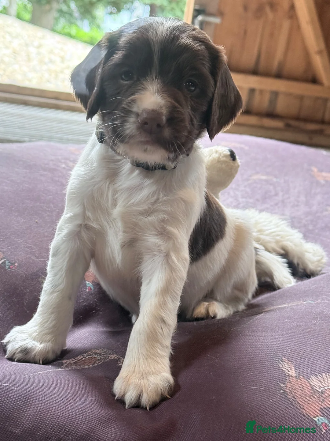 English Springer Spaniel dogs for sale: Beautiful Springer Spaniel Puppies - Advert 22