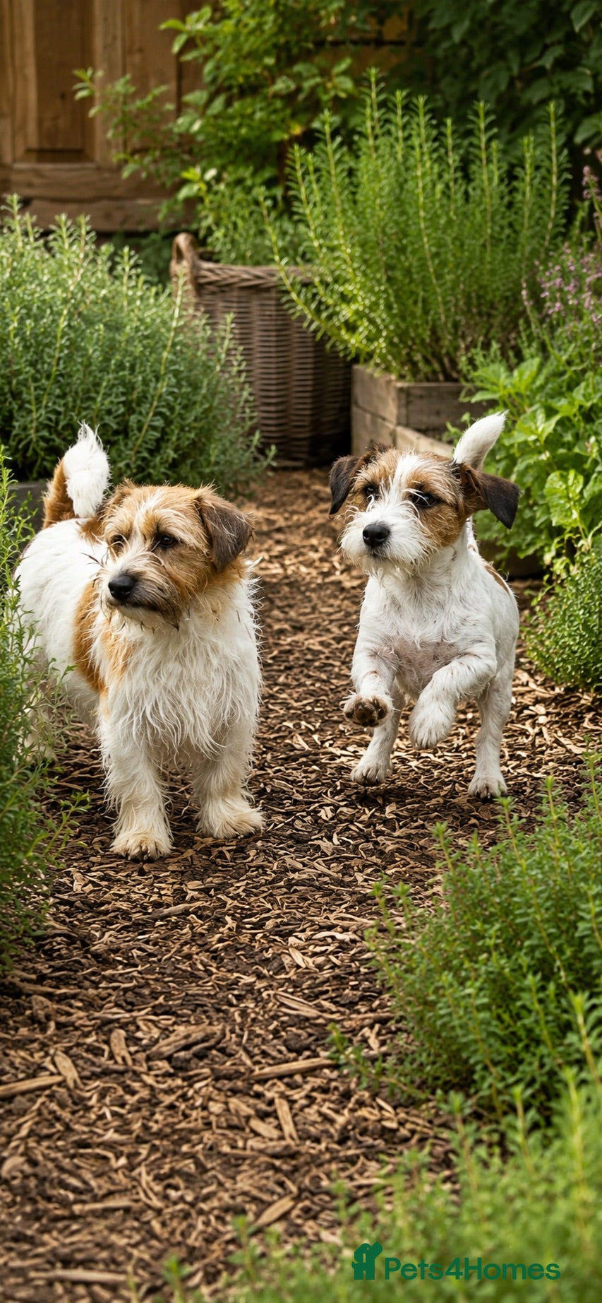 Jack Russell dogs Loving Homes Wanted for Three Jack Russells - Advert 4