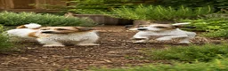 Jack Russell dogs for sale: Loving Homes Wanted for Three Jack Russells - Advert 1