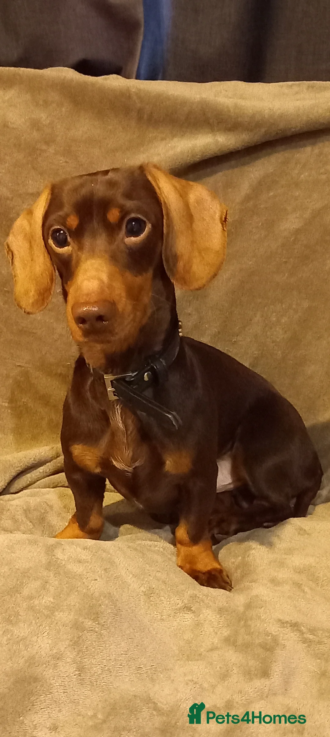 Miniature Dachshund dogs for sale: Young Buddy boy looking for a new home . - Advert 2