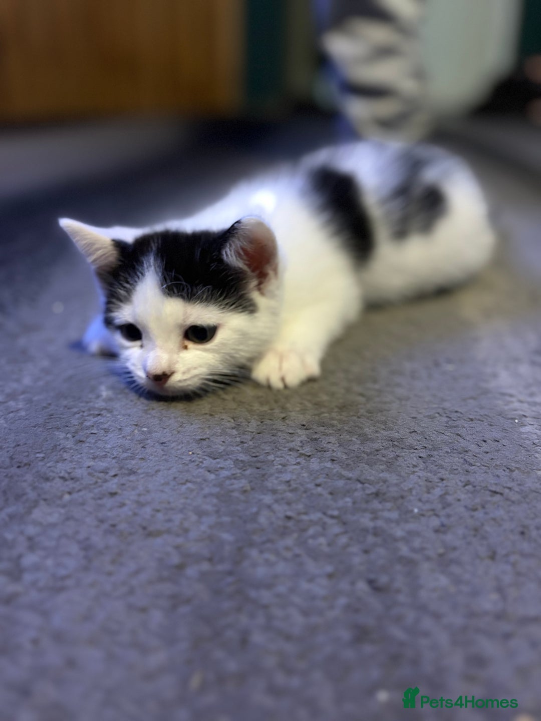 Mixed Breed cats for sale: Two kittens available for new homes  - Image 5