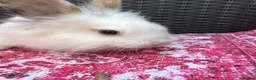 Mixed Breed rabbits for sale: Angora x lionhead babies  - Advert 4