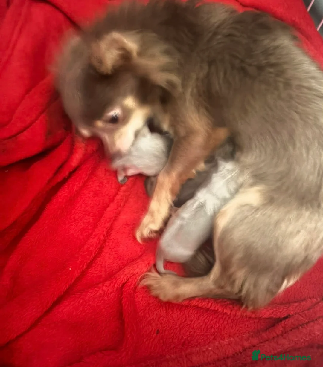 Chihuahua dogs for sale: Beautiful Male Long Haired Chihuahua Puppys - Advert 1