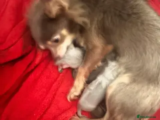 Chihuahua dogs Beautiful Male Long Haired Chihuahua Puppys - Advert 1