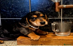 Miniature Dachshund dogs for sale: Quality miniature daschund  - Image 7