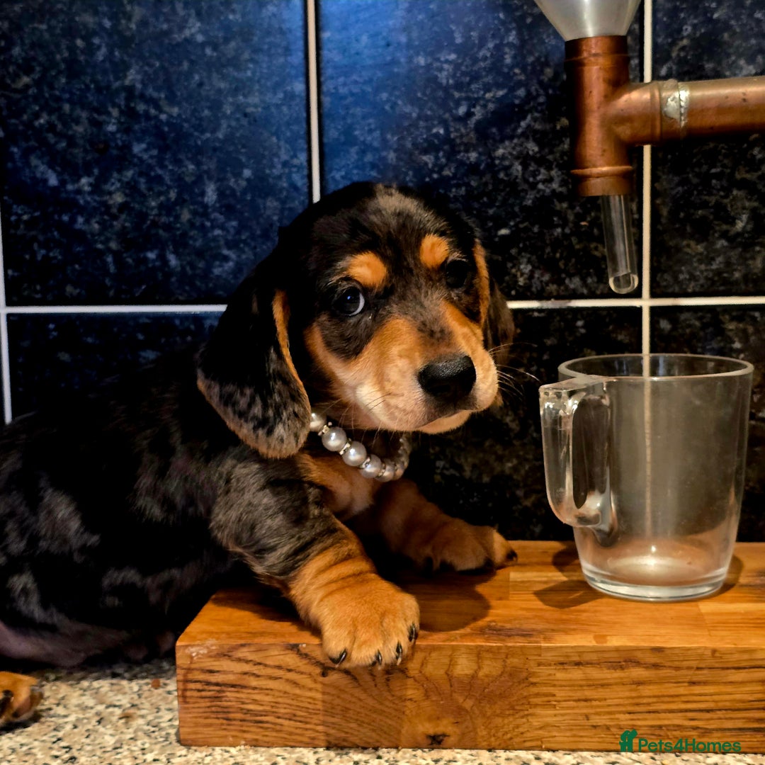 Miniature Dachshund dogs for sale: Quality miniature daschund  - Image 7