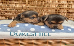 Jack Russell dogs for sale: Rare coloured mini Jack Russells - Image 11