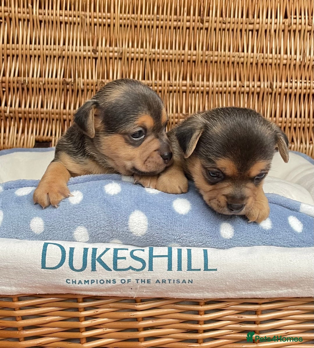Jack Russell dogs for sale: Rare coloured mini Jack Russells - Image 11