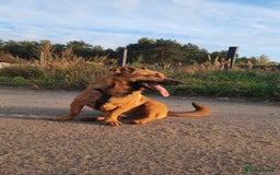 Mixed Breed dogs for adoption: 💙🐶 ROCKY 🐶💙 - Image 4