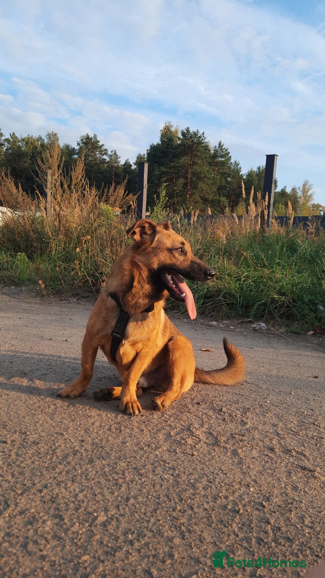Mixed Breed dogs for adoption: 💙🐶 ROCKY 🐶💙 - Image 4