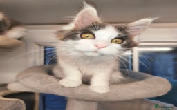 Maine Coon cats for sale: GCCF registered Maine Coon - Image 10