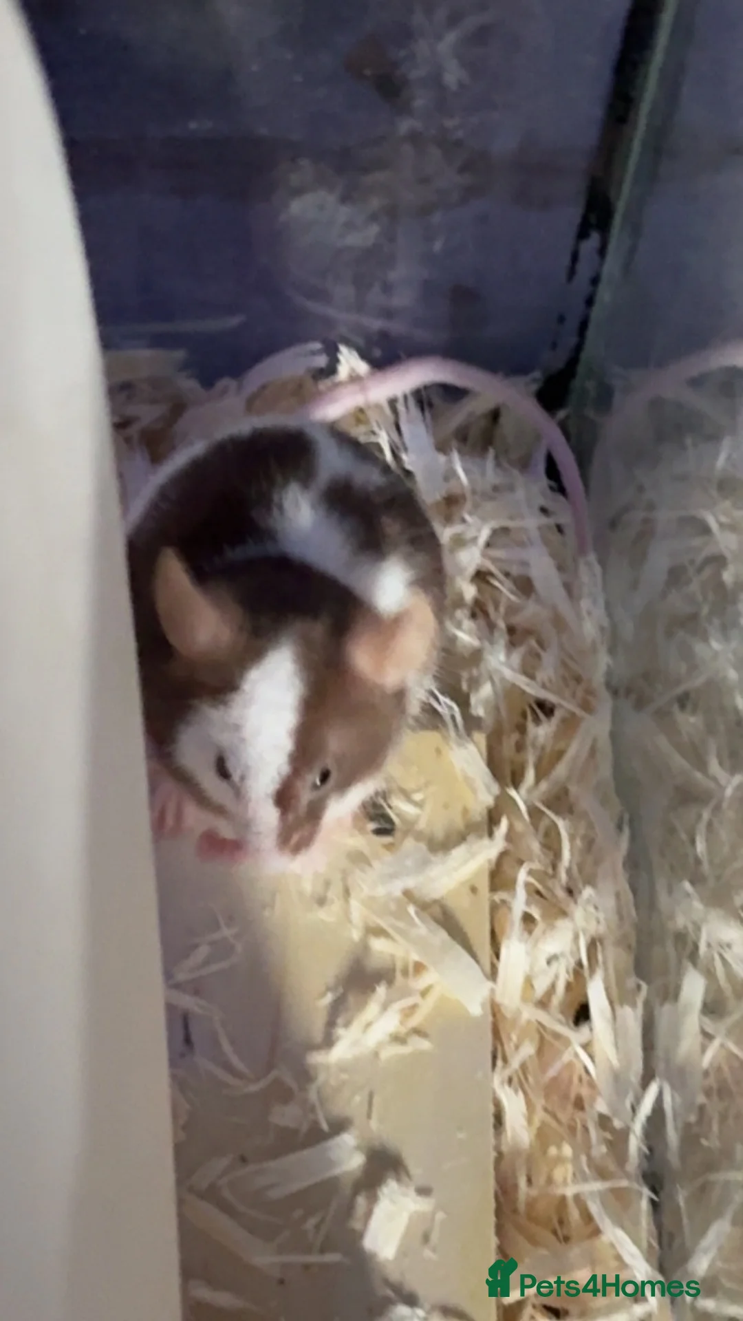 Mouse rodents for sale: two male mice  - Advert 1
