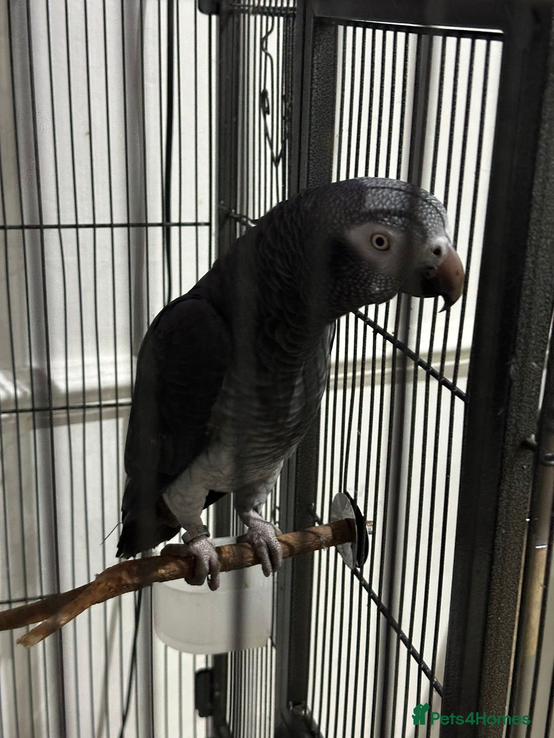 Parrots birds for sale: Selling my beautiful African grey - Advert 2