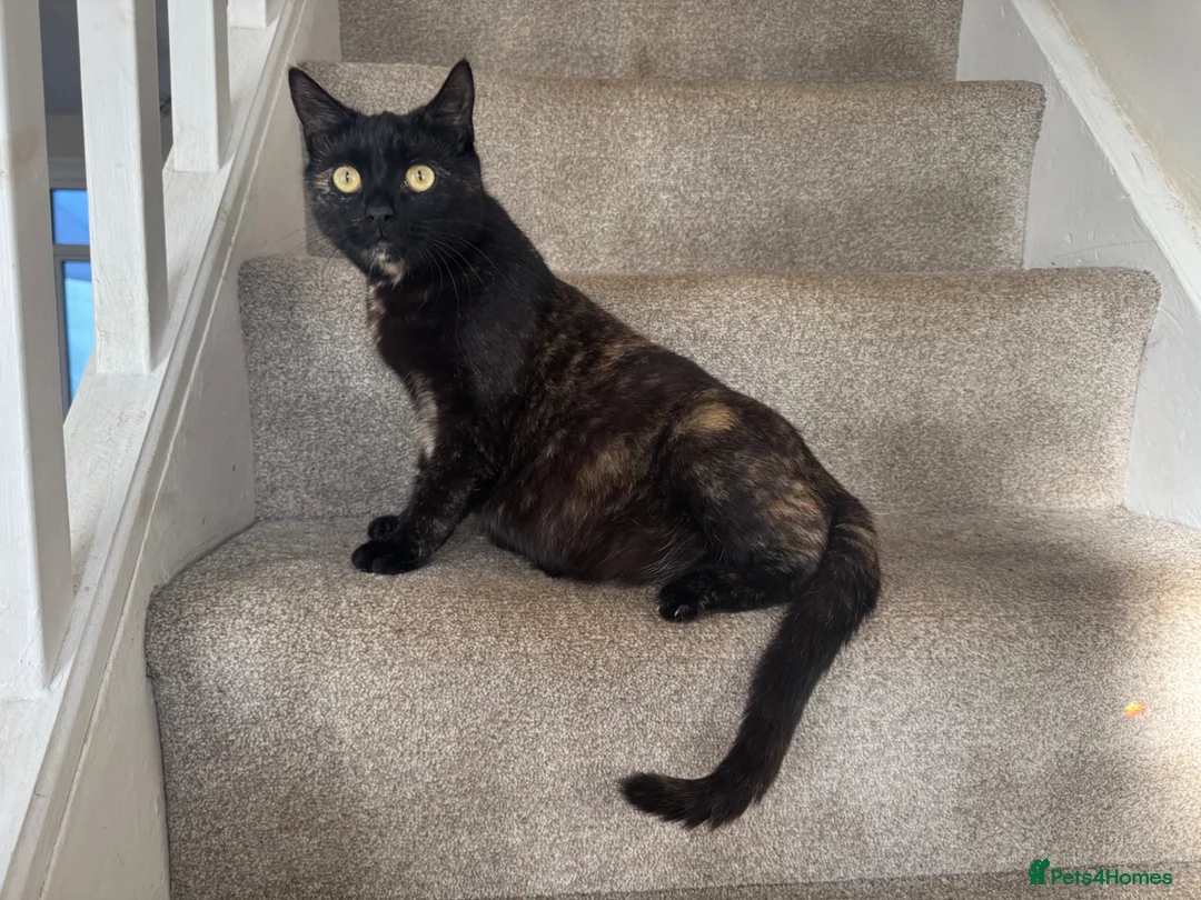 Domestic Shorthair cats for sale: 4 week old kittens  in Frinton-on-Sea - Advert 2