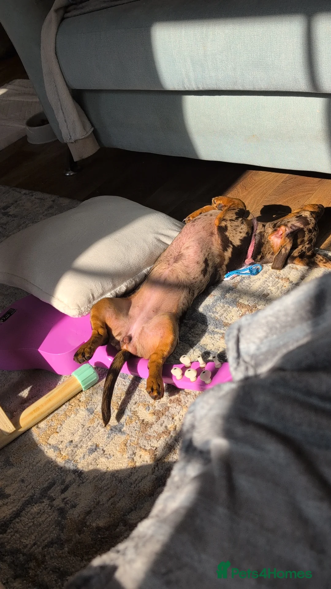 Miniature Dachshund dogs for sale: 1 year old female miniature daschund  - Advert 4