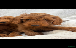 Labradoodle dogs for sale: LICENSED BREEDER F2b mini labradoodles - Image 4
