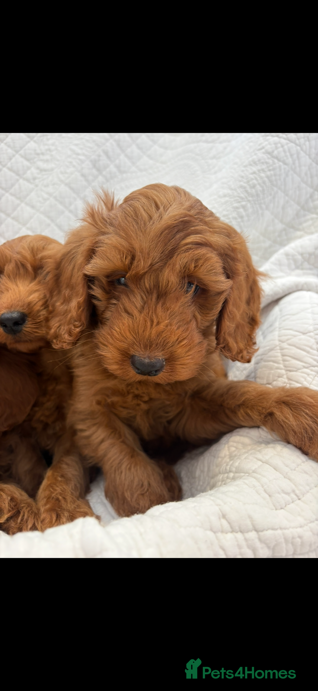 Labradoodle dogs for sale: LICENSED BREEDER F2b mini labradoodles - Image 4