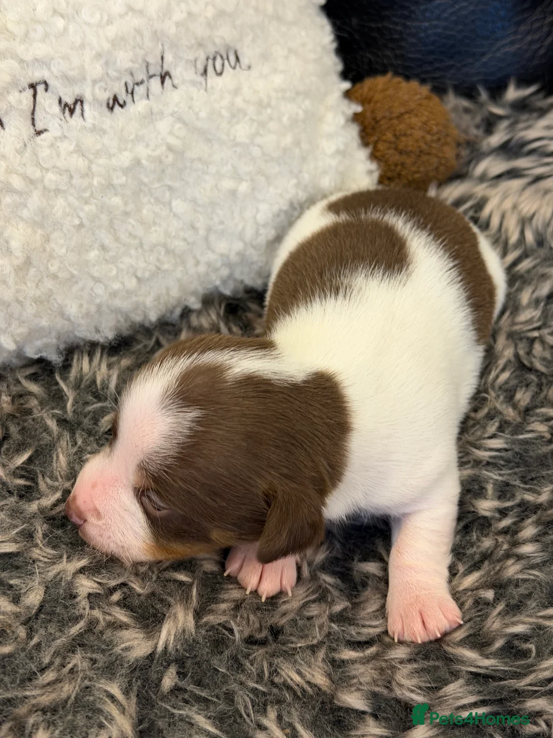 Jack Russell dogs for sale: DONJACKS - fully health tested miniature puppies  - Advert 11