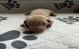 Dachshund dogs for sale: Litter of miniature dachshunds born 12/9/25 - Image 10