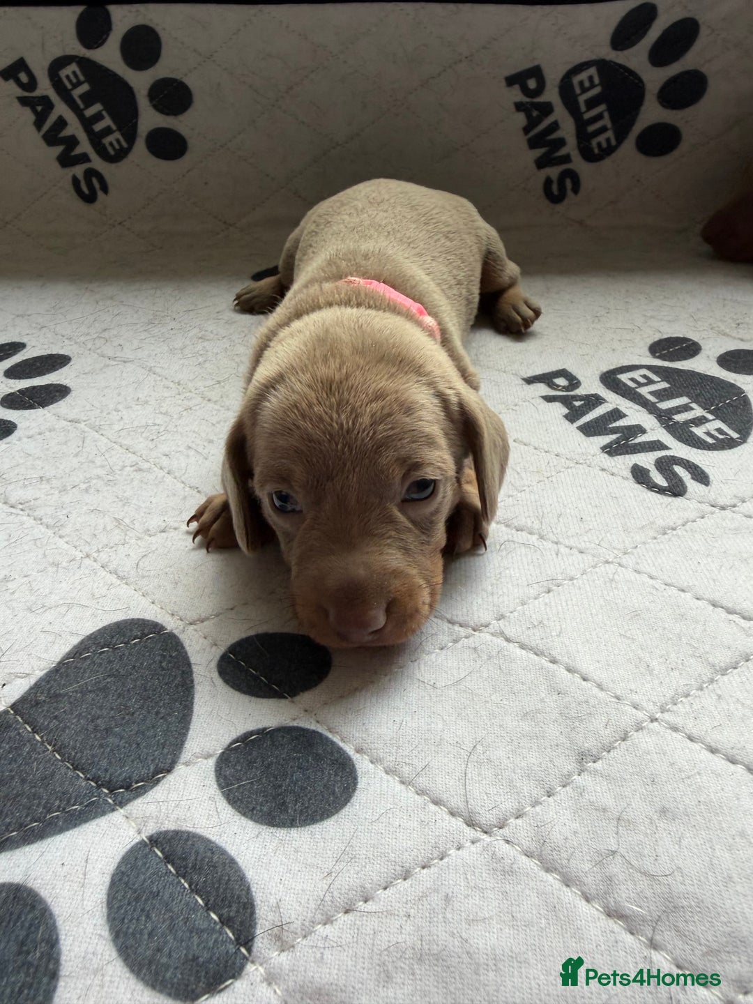 Dachshund dogs for sale: Litter of miniature dachshunds born 12/9/25 - Image 10