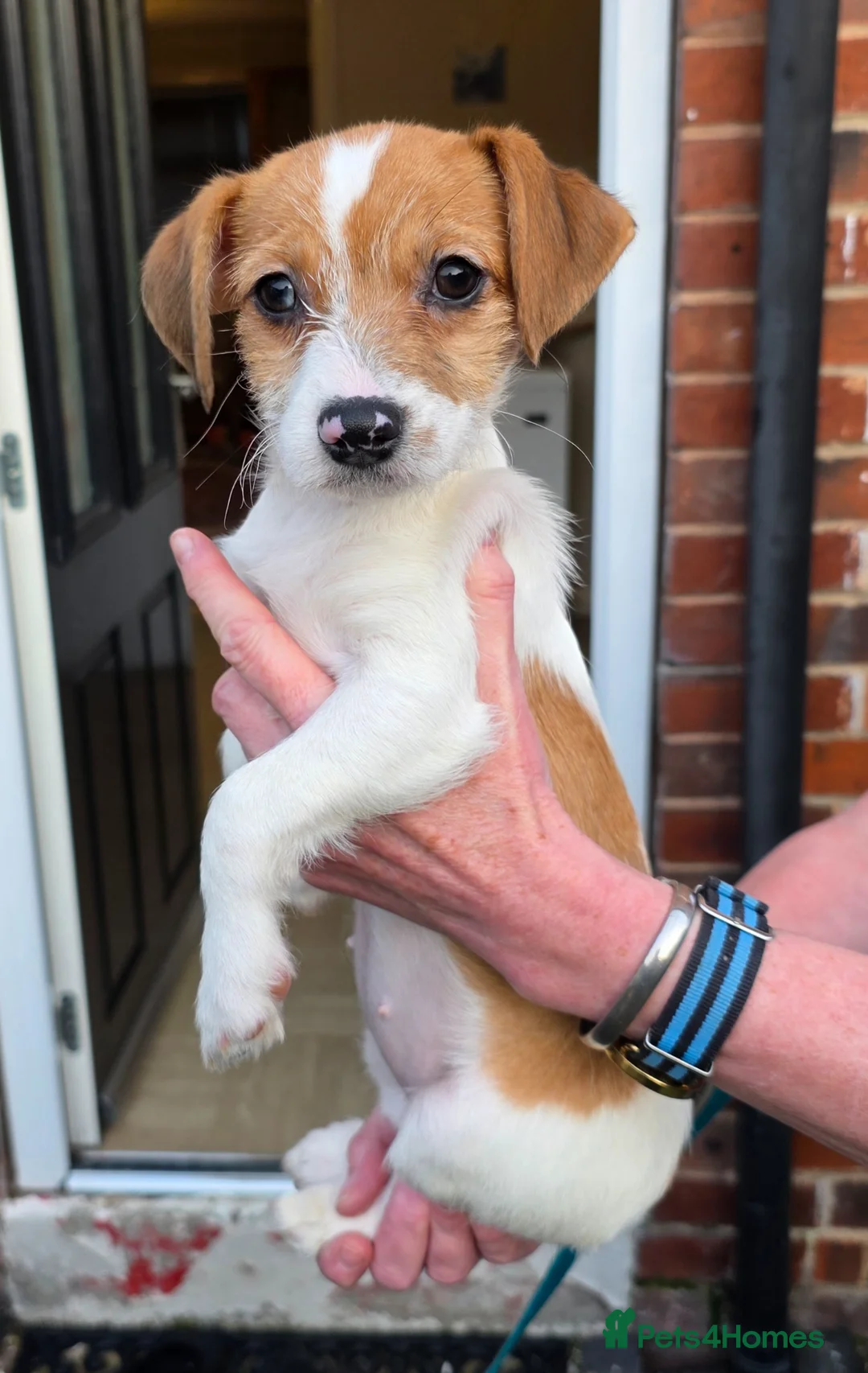 Mixed Breed dogs for sale: chinese crested x jack russell puppies for sale - Advert 1