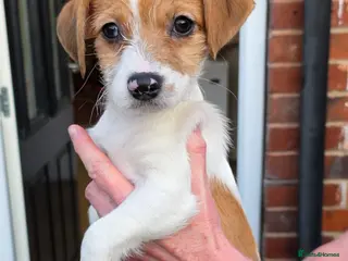Mixed Breed dogs chinese crested x jack russell puppies for sale - Advert 20