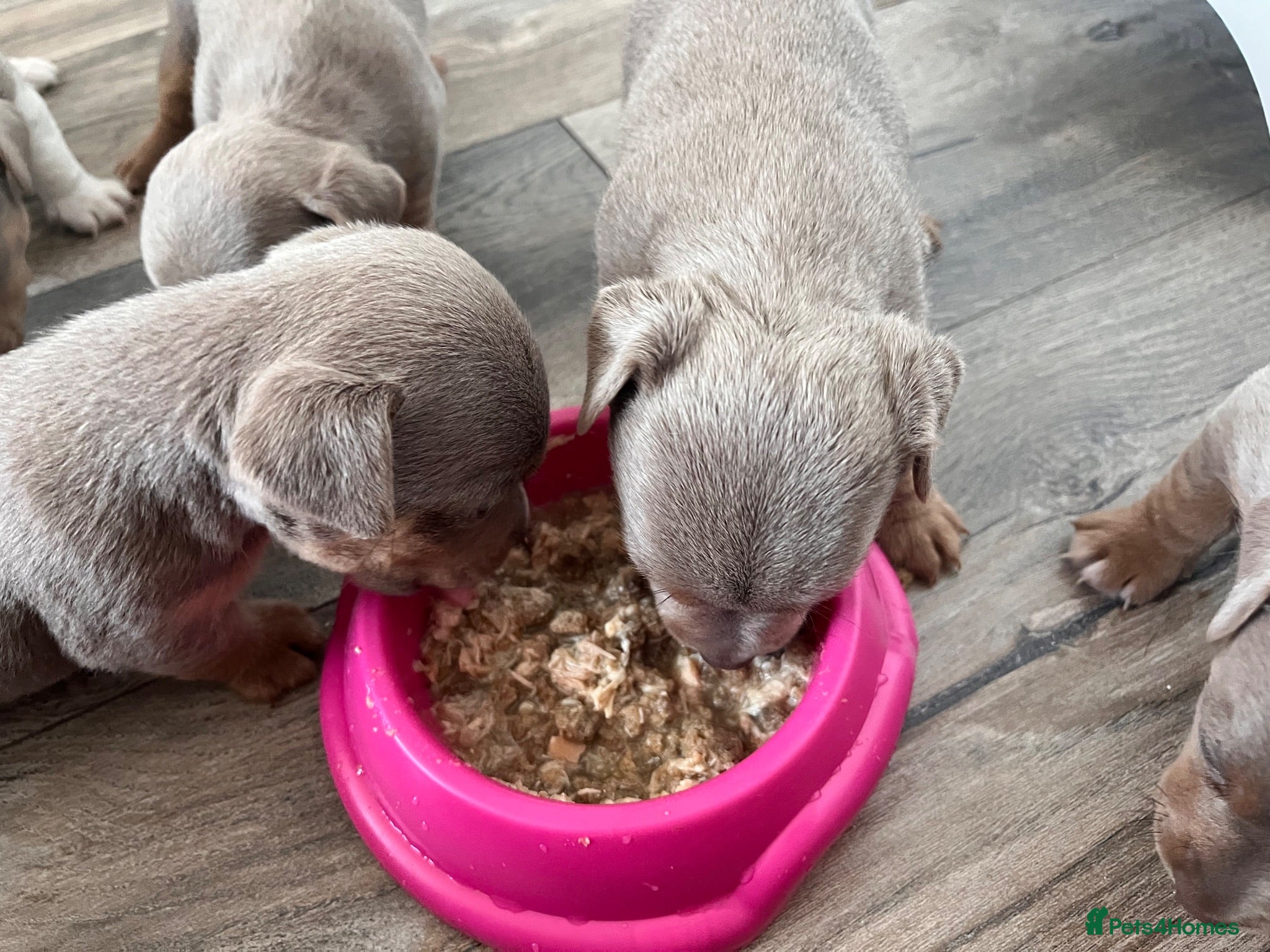 Jack Russell dogs Beautiful litter of lilac jack Russell’s  - Advert 2