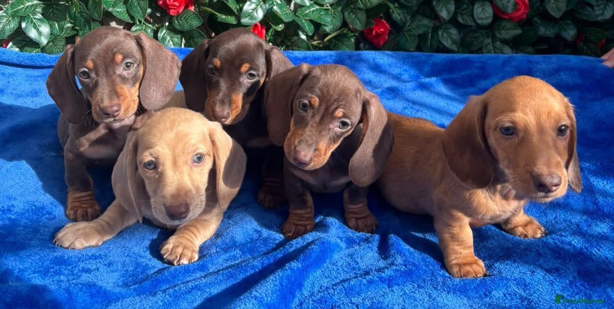 Miniature Dachshund dogs READY NOW MINI DAXI KC REG PRA CLEAR - Advert 2