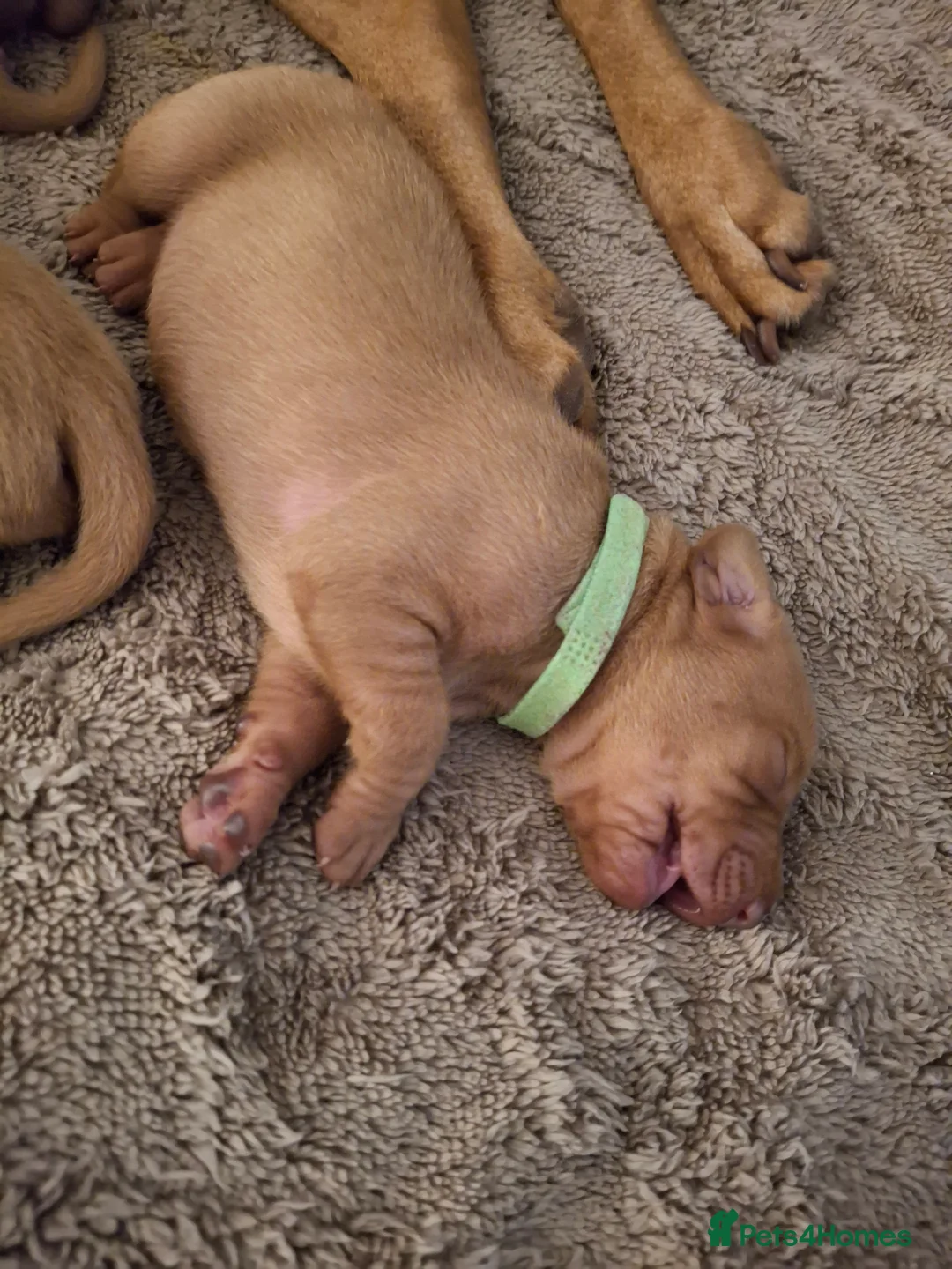 Hungarian Vizsla dogs for sale: Hungarian vizsla for sale  - Advert 9