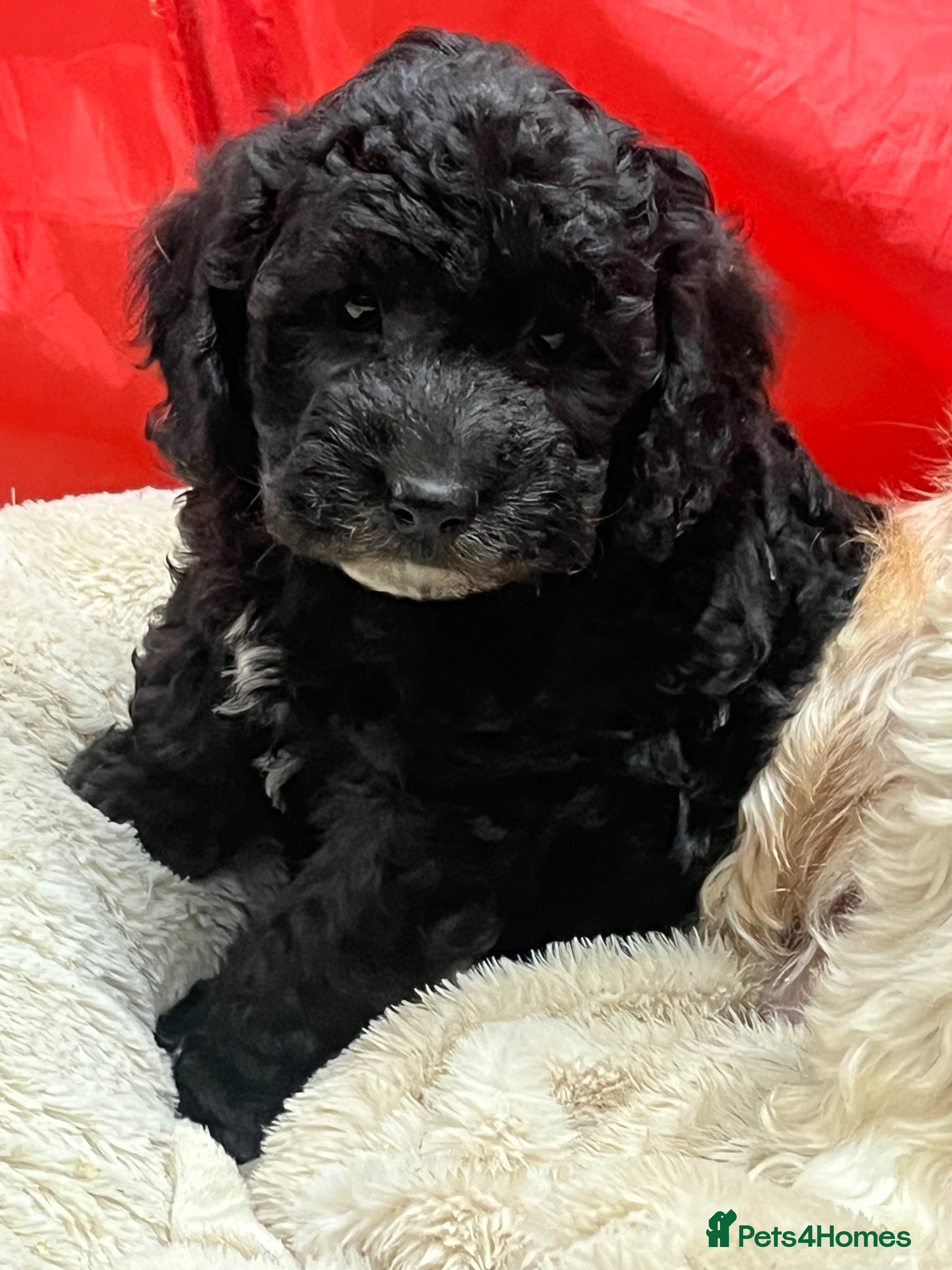 Cavapoo dogs Beautiful cavapoochon puppies  - Advert 11