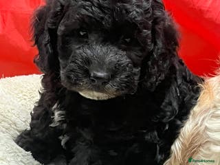 Cavapoo dogs Beautiful cavapoochon puppies - Advert 4