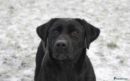 Labrador Retriever dogs for sale: Lovely Labrador Puppies ready next weekend - Image 1