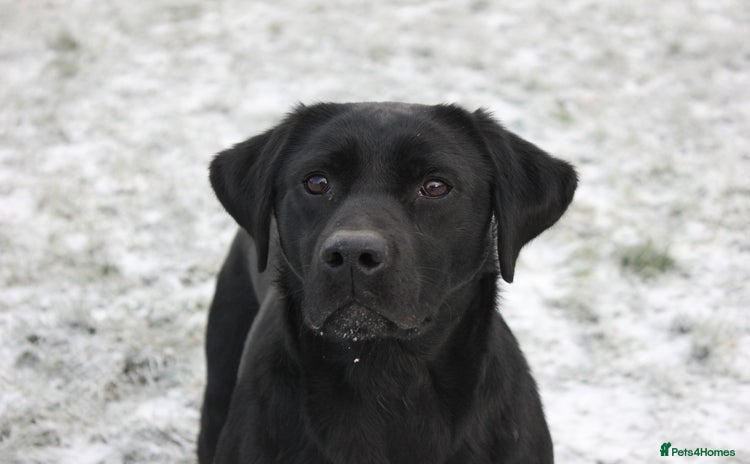 Labrador Retriever dogs - Advert 7