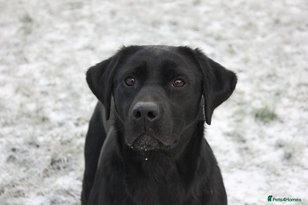 Labrador Retriever dogs for sale: Lovely Labrador Puppies ready next weekend - Image 1