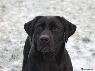 Labrador Retriever dogs for sale - Advert 1