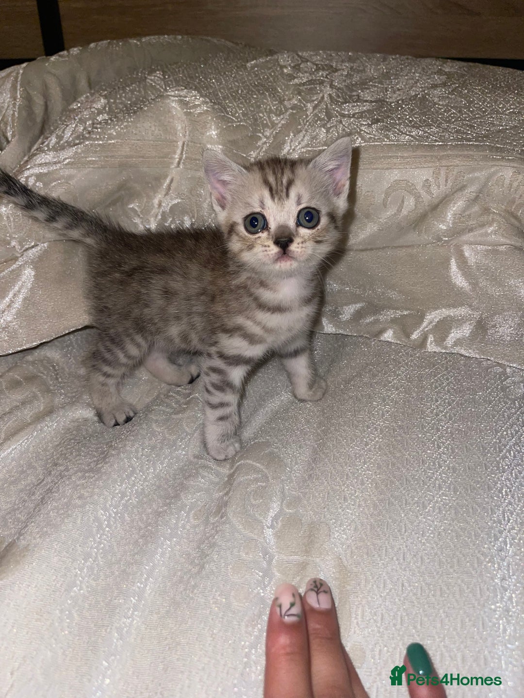 British Shorthair cats for sale: British short hair kittens - Image 22