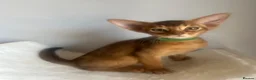 Abyssinian cats for sale: Adorable Abyssinian kittens - Advert 8