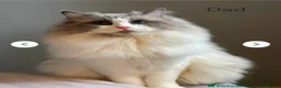 Ragdoll cats for sale: Ragdoll kittens - Advert 2