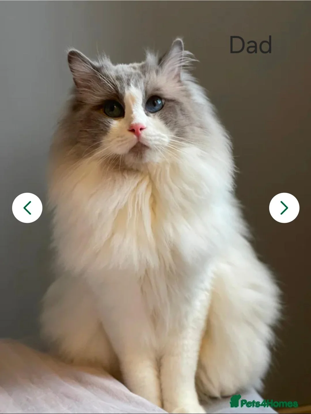 Ragdoll cats for sale: Ragdoll kittens - Advert 2