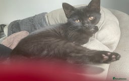 Bombay cats for sale: Playful Black Bombay-Mix Kittens  - Image 3