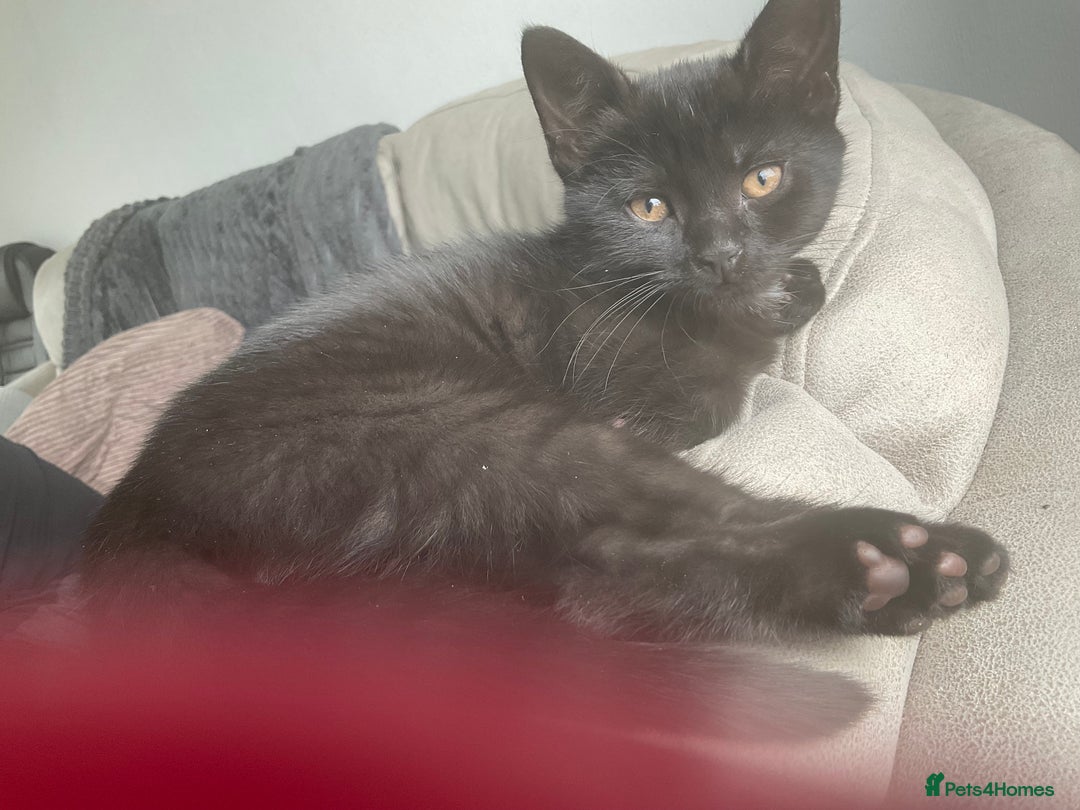 Bombay cats for sale: Playful Black Bombay-Mix Kittens  - Image 3