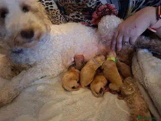 Cavapoo dogs Cavapoo pups - Advert 5