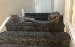British Shorthair cats for sale: 2 girls 2 boys British shorthair ready to leave  - Image 7