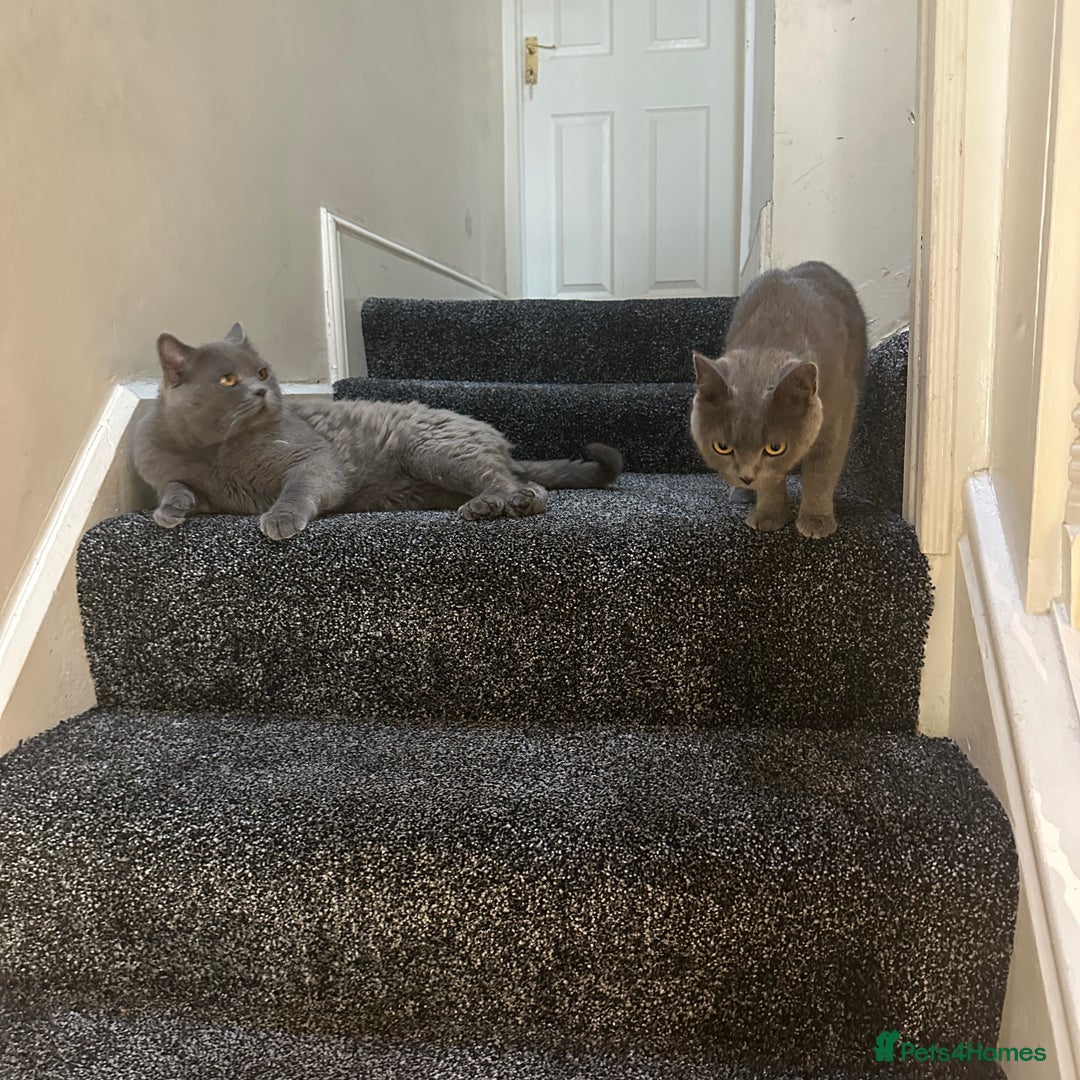 British Shorthair cats for sale: 2 girls 2 boys British shorthair ready to leave  - Image 7