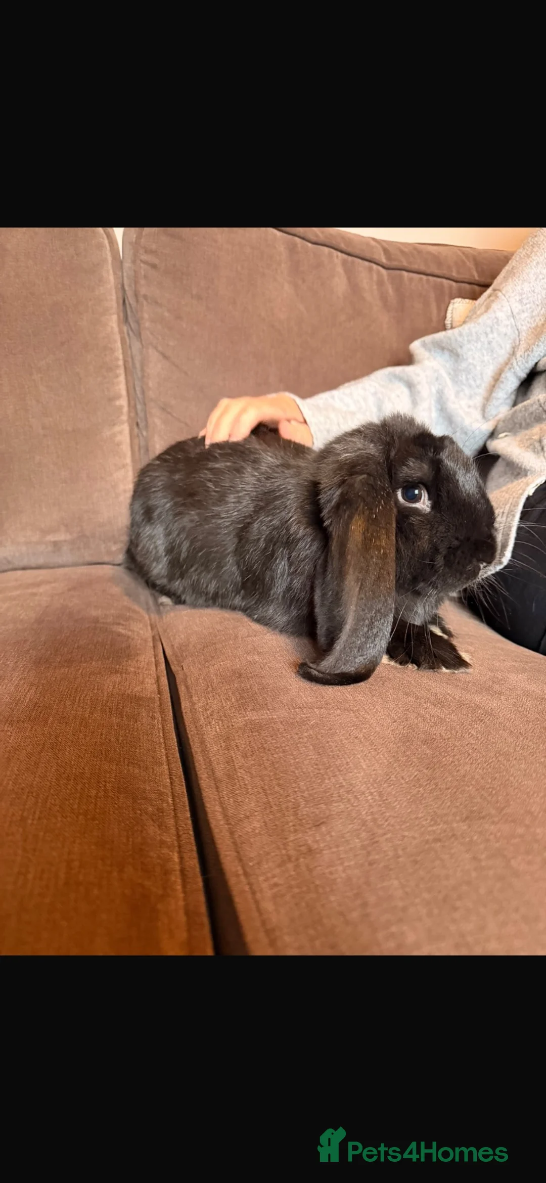French Lop rabbits for sale: Male French lop 🖤 - Advert 3