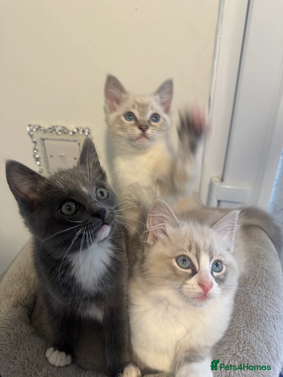 Ragdoll cats for sale: Adorable Ragdoll Kittens - Advert 3